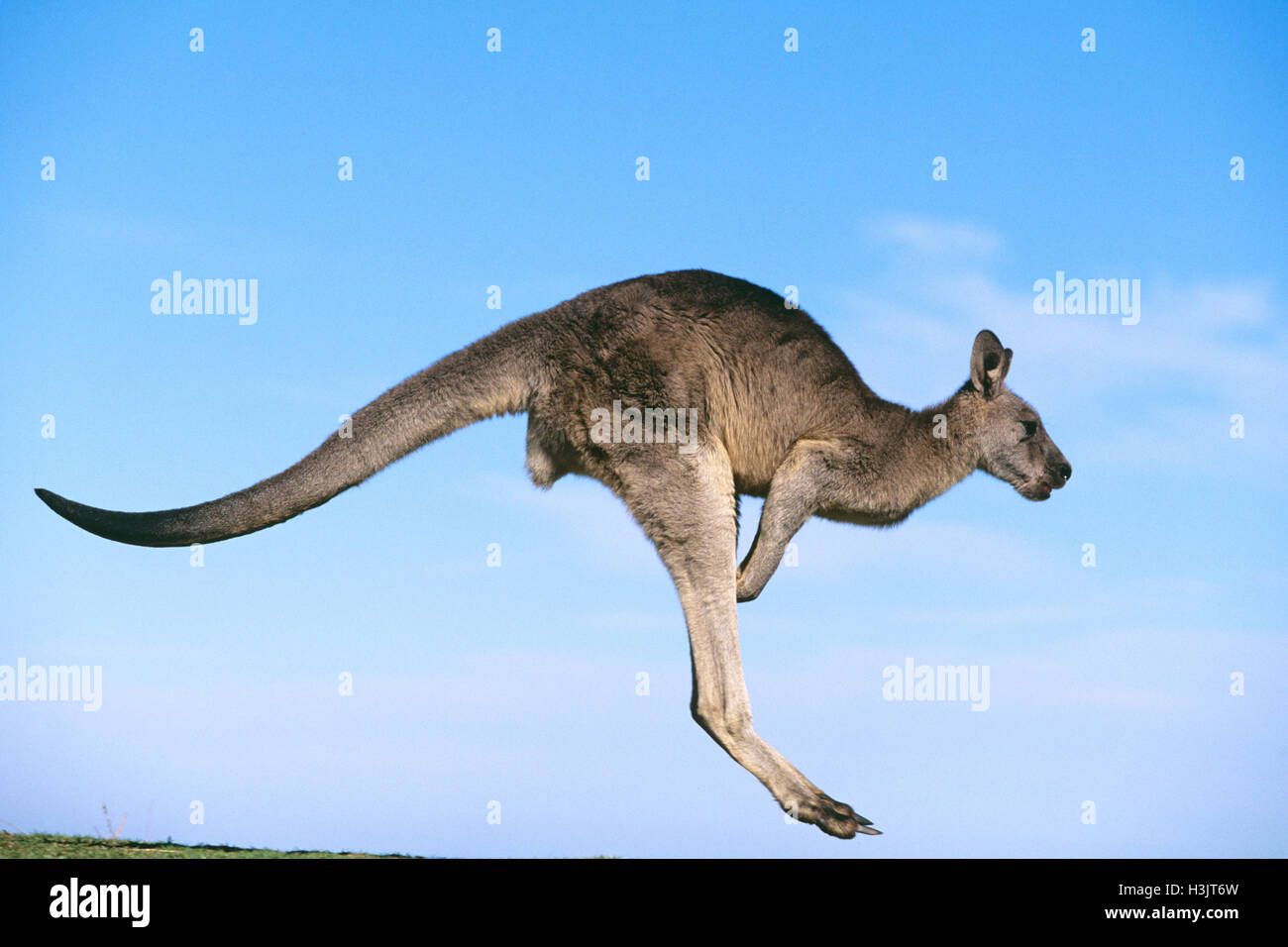 Orientale canguro grigio (Macropus giganteus) Foto Stock
