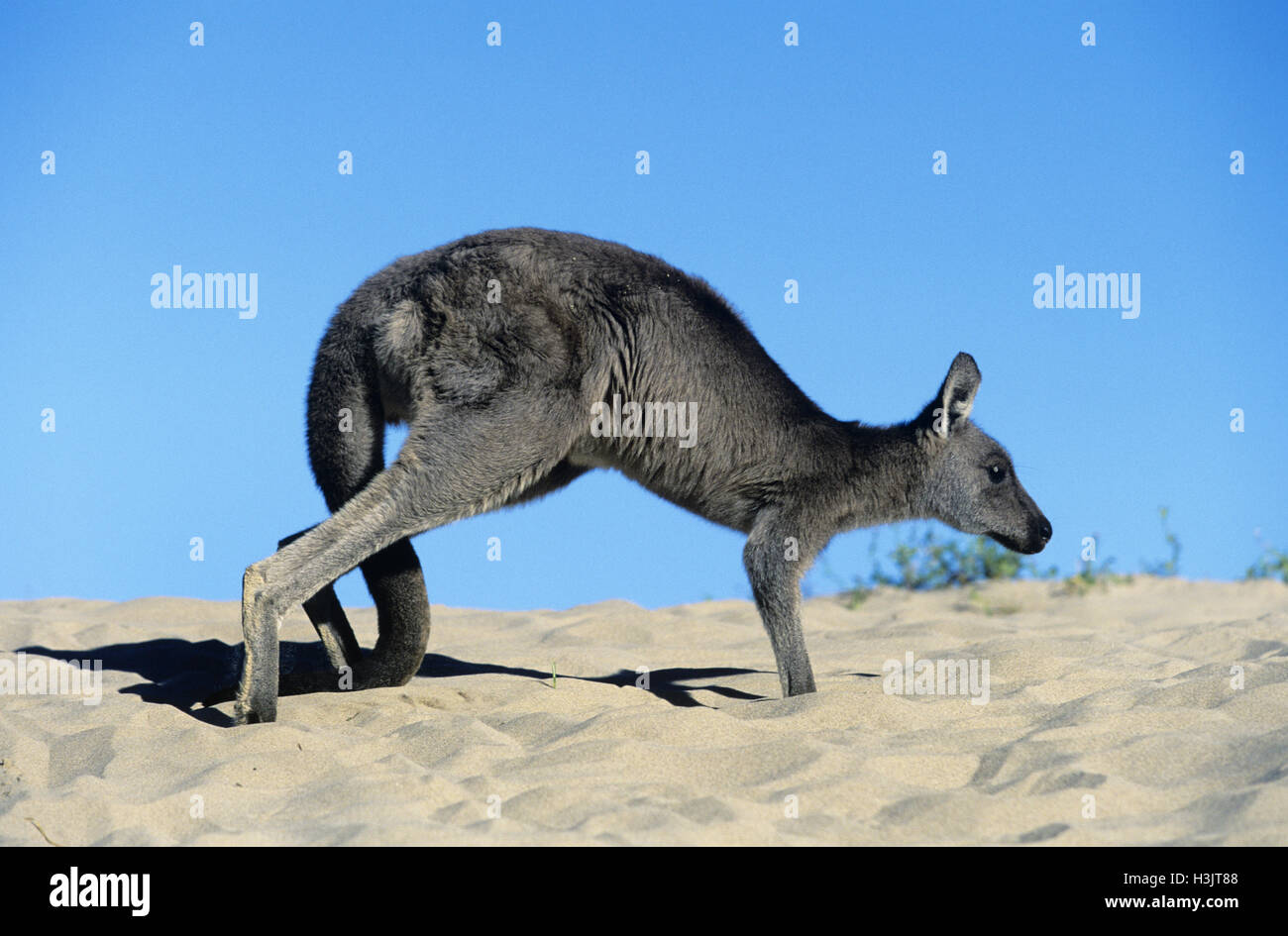 Orientale canguro grigio (Macropus giganteus) Foto Stock