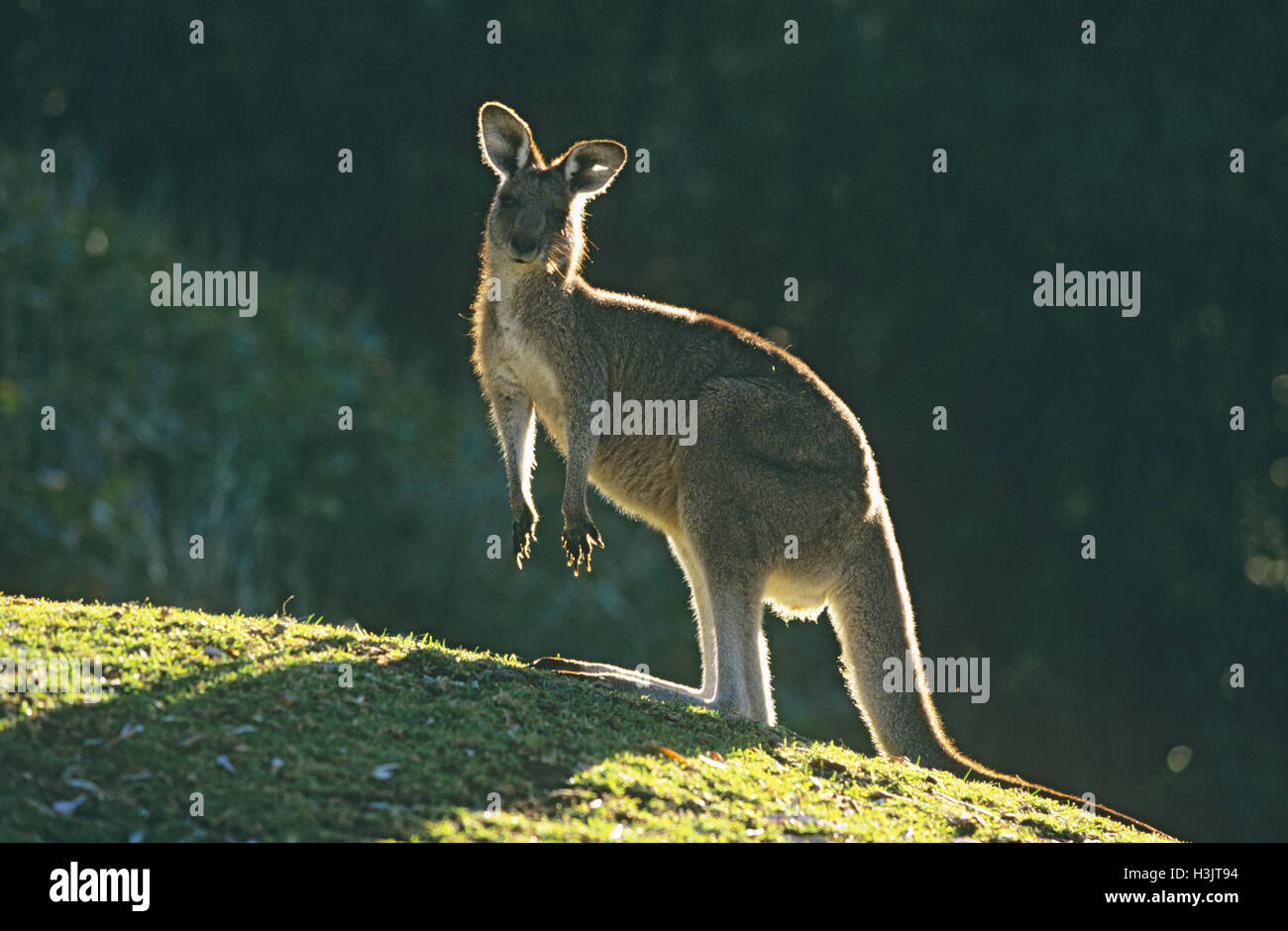 Orientale canguro grigio (Macropus giganteus) Foto Stock