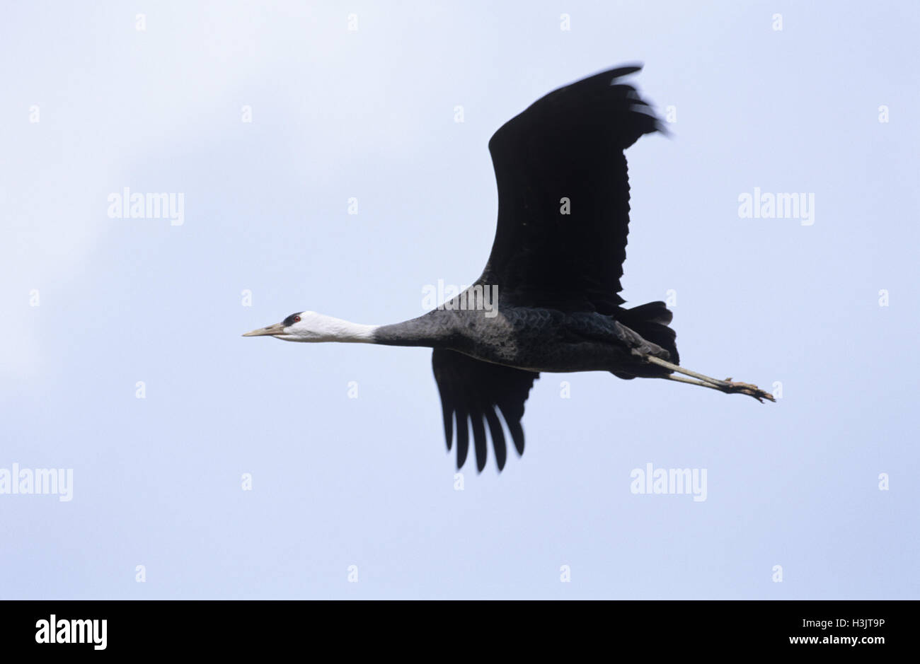 Gru con cappuccio (Grus monacha) Foto Stock