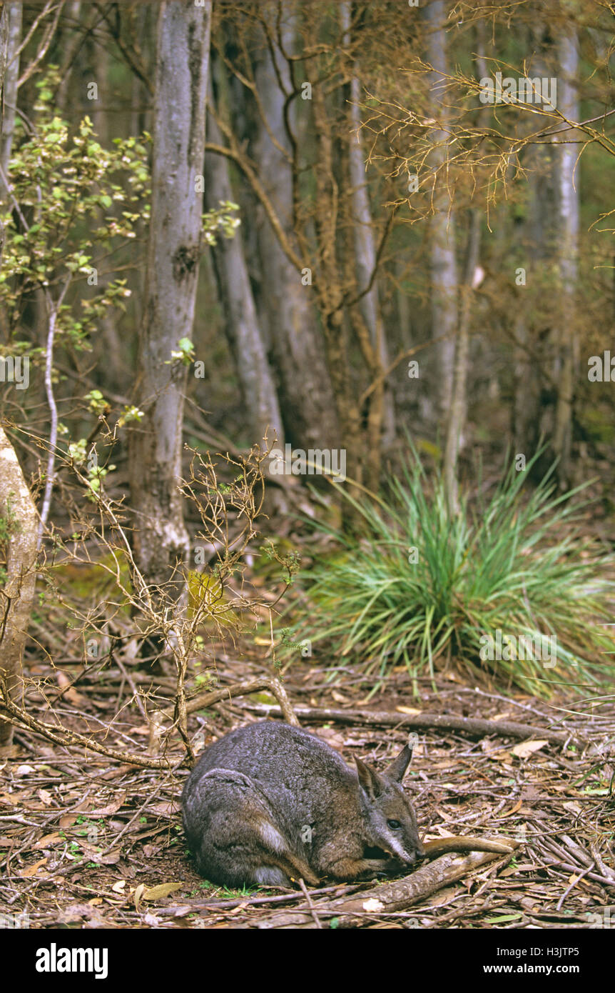 Tammar wallaby (macropus eugenii) Foto Stock
