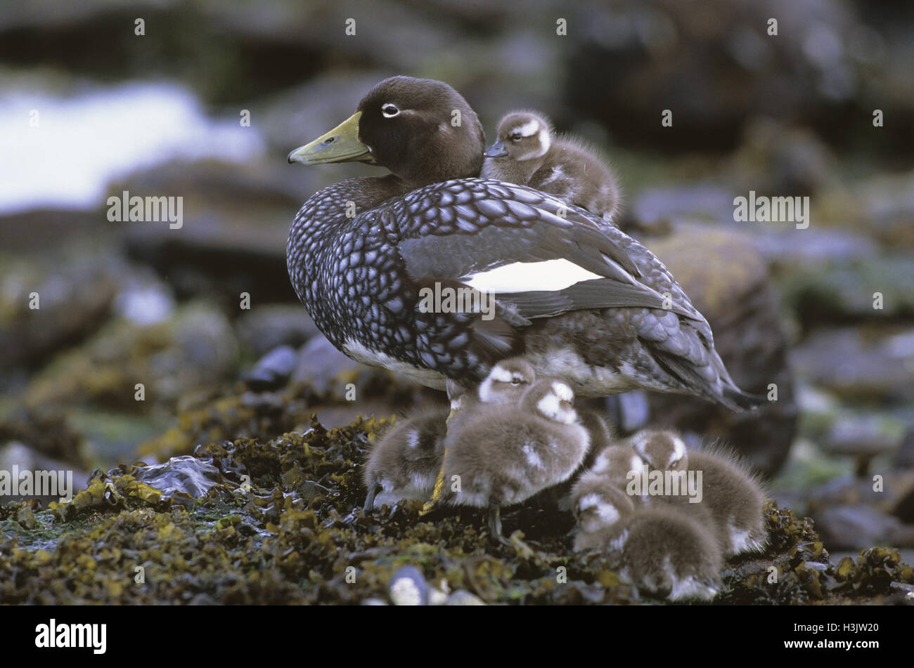 Falkland anatra vaporizzatore (Tachyeres brachypterus) Foto Stock