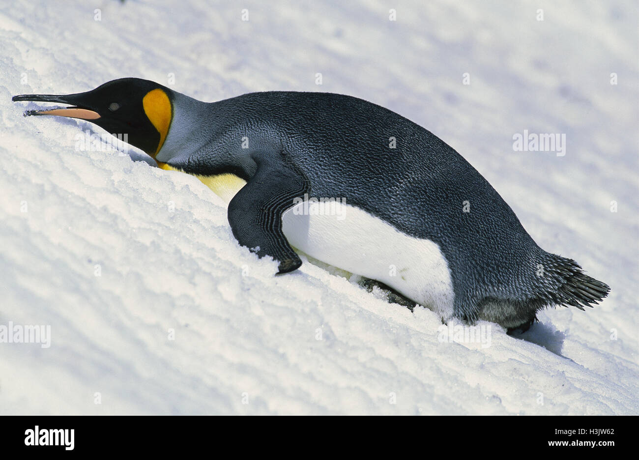 Pinguino reale (aptenodytes patagonicus) Foto Stock
