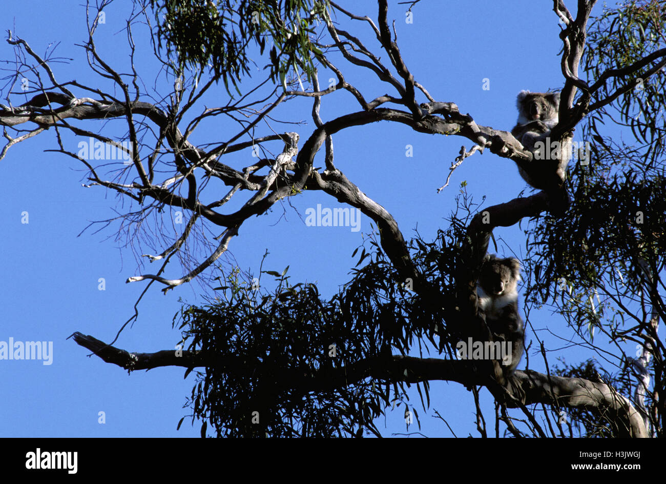 Koala (Phascolarctos cinereus) Foto Stock