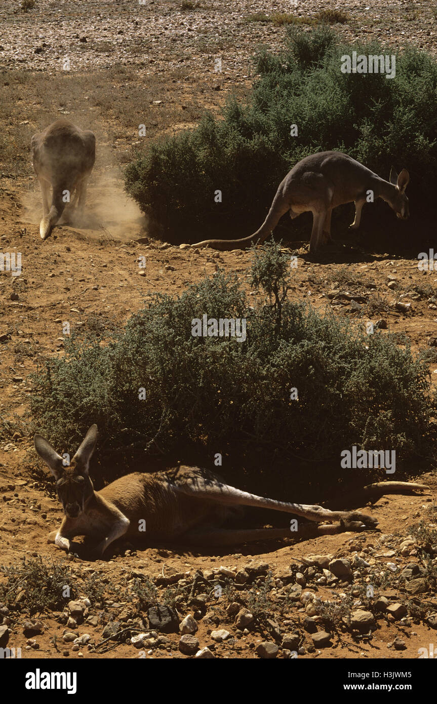 Canguro rosso (macropus rufus) Foto Stock