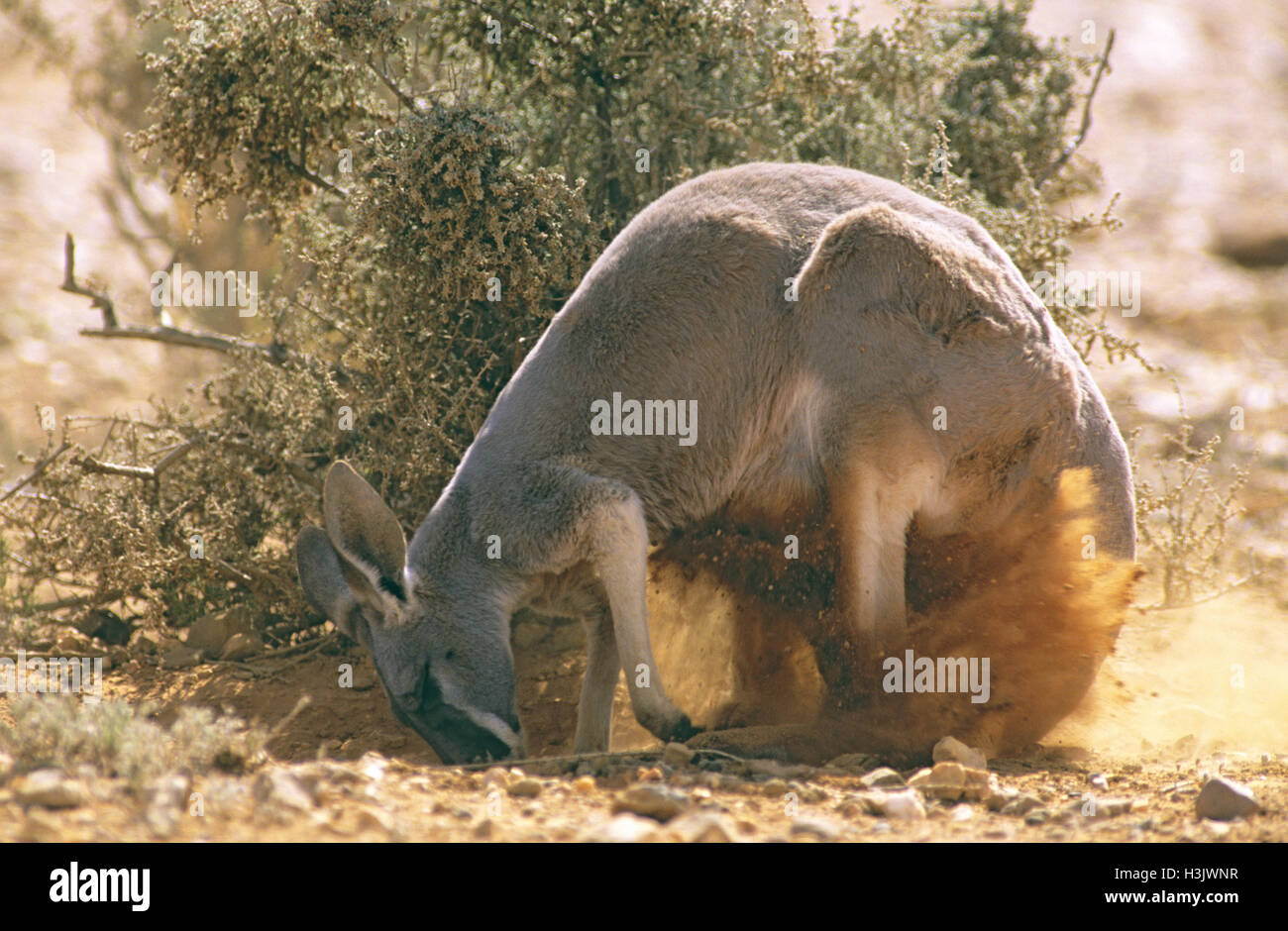 Canguro rosso (Macropus rufus) Foto Stock