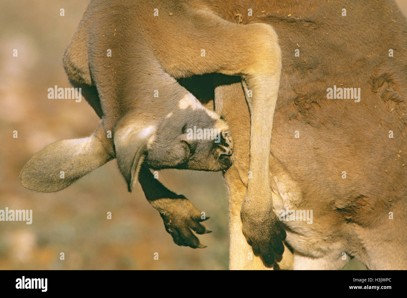 Canguro rosso (Macropus rufus) Foto Stock