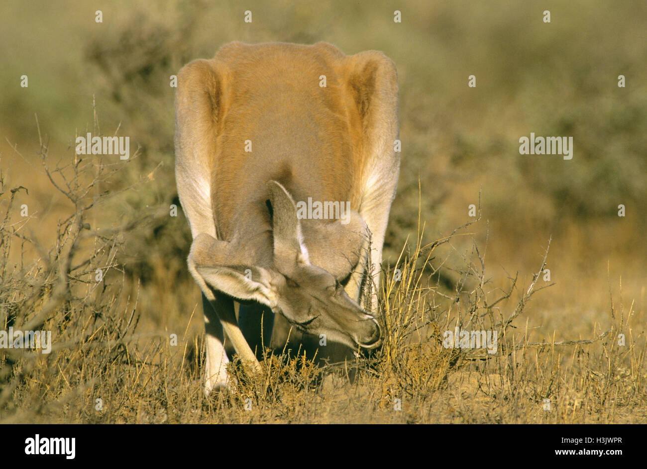Canguro rosso (macropus rufus) Foto Stock