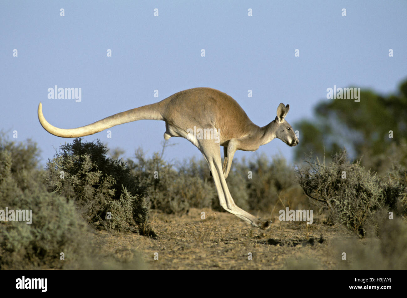 Canguro rosso (macropus rufus), giovane maschio hopping. kinchega national park, far western New South Wales, Australia Foto Stock