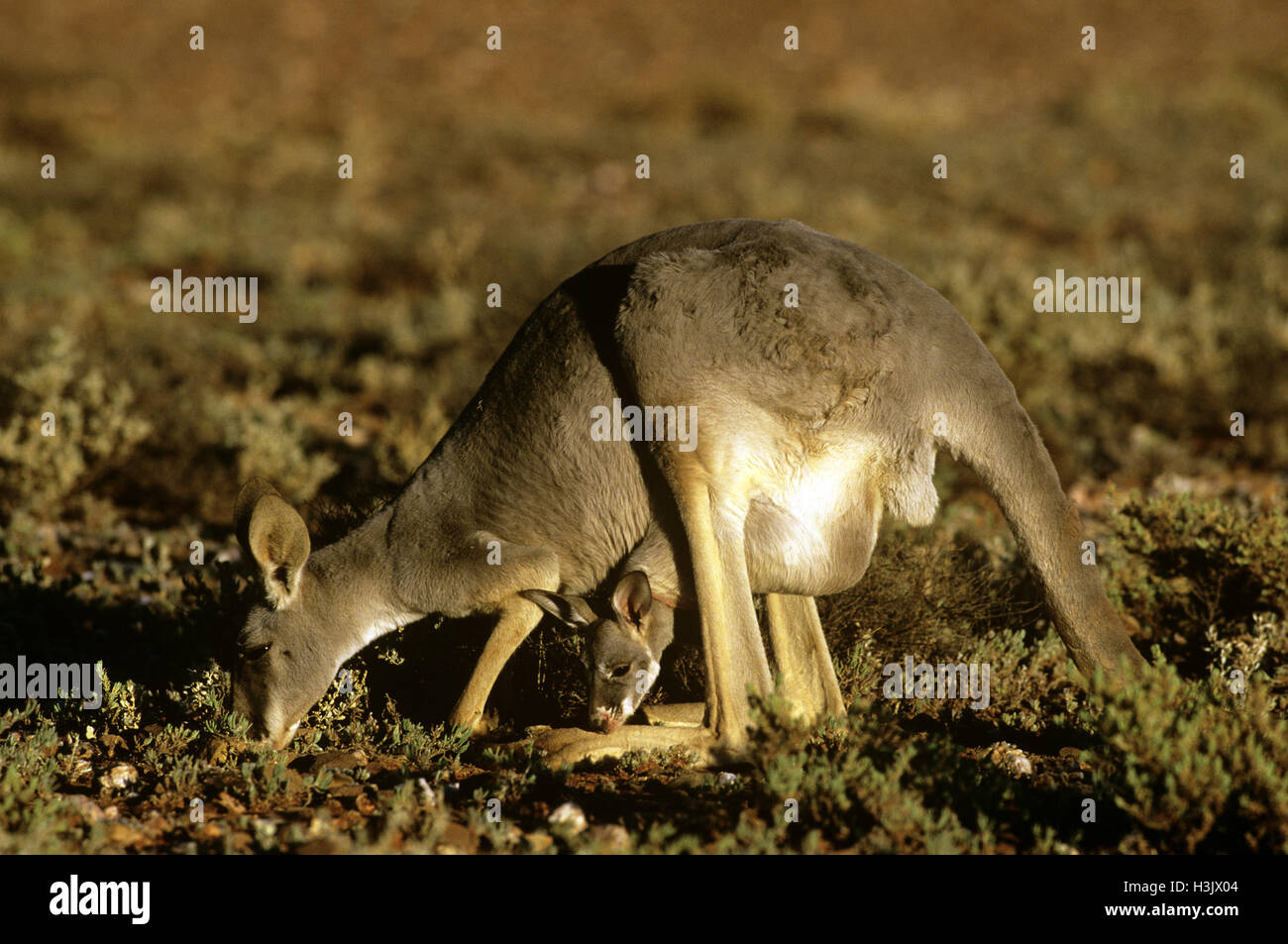 Canguro rosso (macropus rufus) Foto Stock