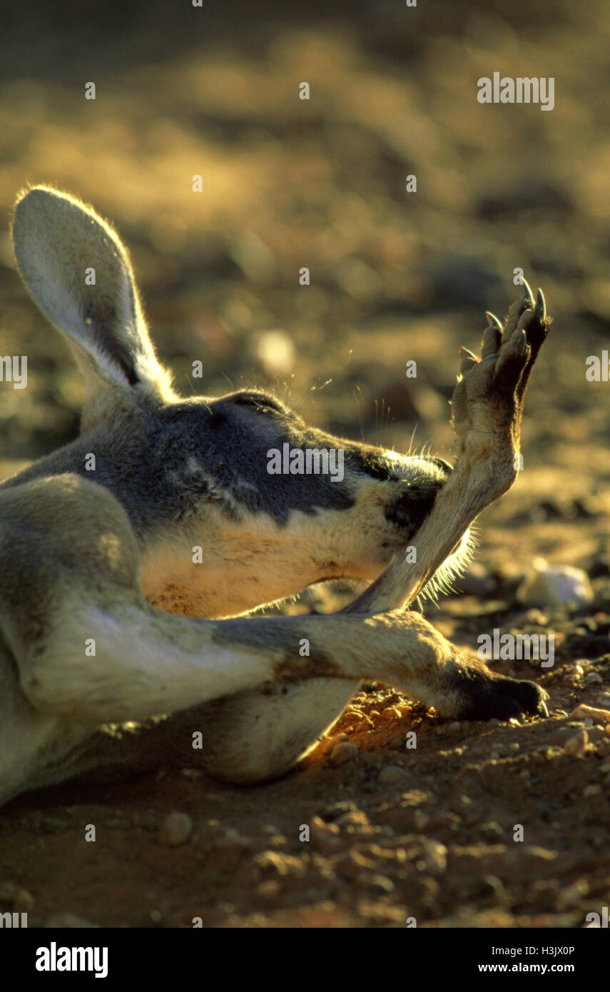 Canguro rosso (macropus rufus) Foto Stock