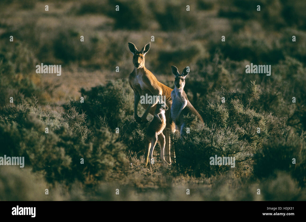Canguro rosso (Macropus rufus) Foto Stock