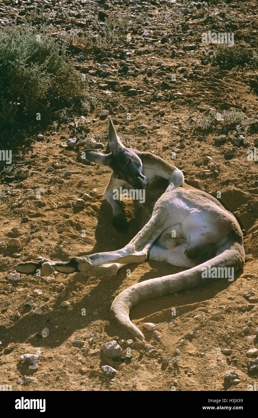 Canguro rosso (macropus rufus) Foto Stock