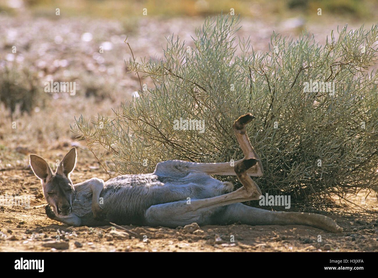 Canguro rosso (Macropus rufus) Foto Stock