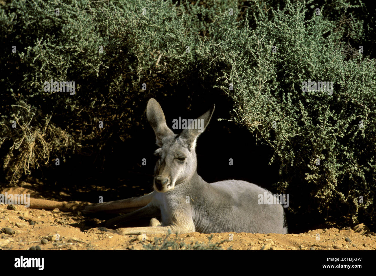 Canguro rosso (Macropus rufus) Foto Stock