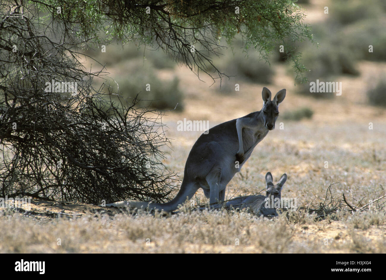 Canguro rosso (Macropus rufus) Foto Stock
