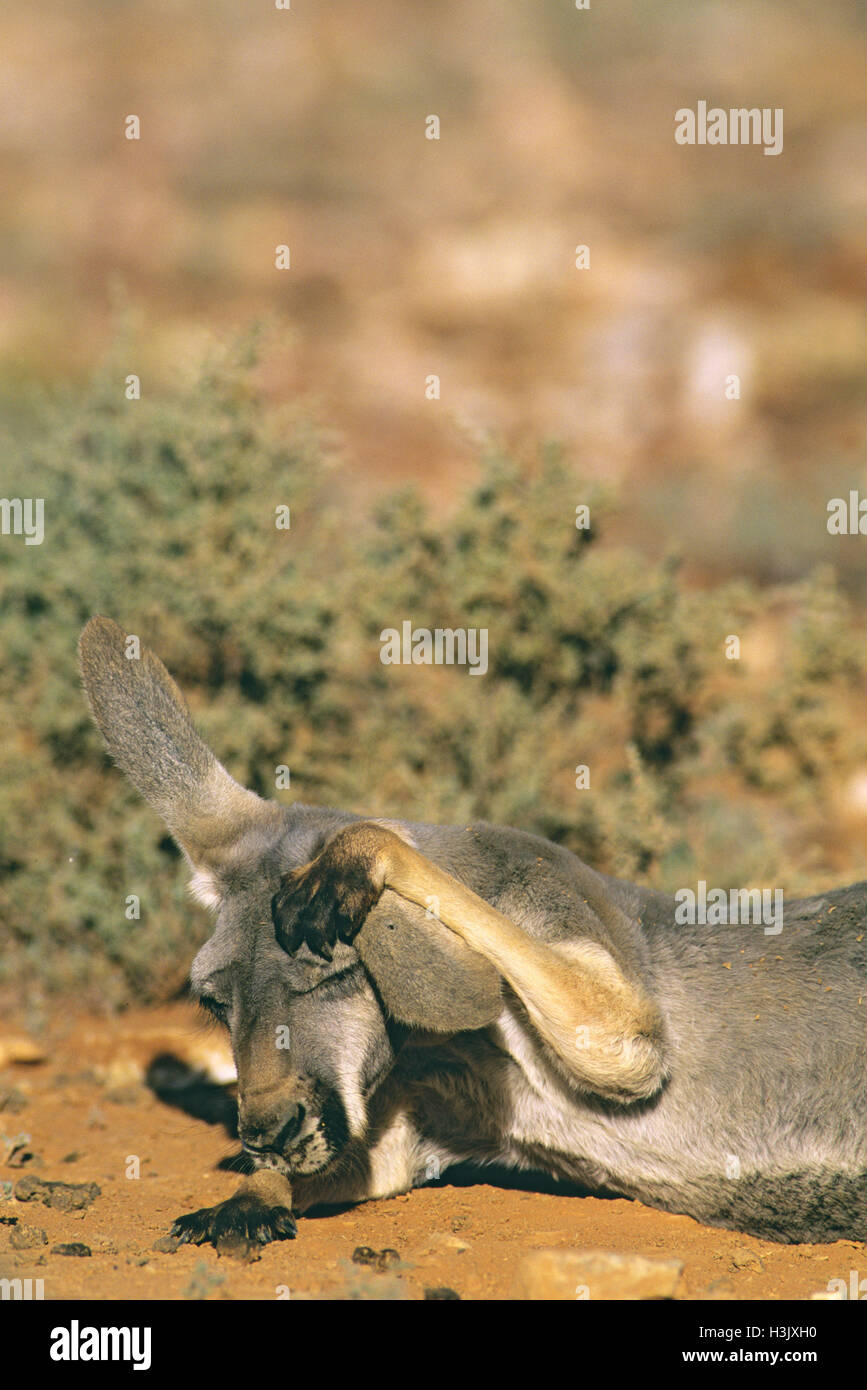 Canguro rosso (Macropus rufus) Foto Stock