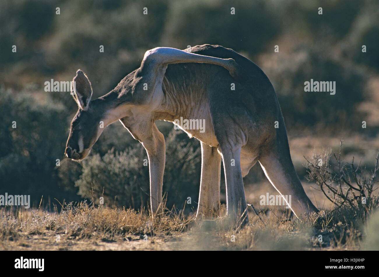 Canguro rosso (Macropus rufus) Foto Stock