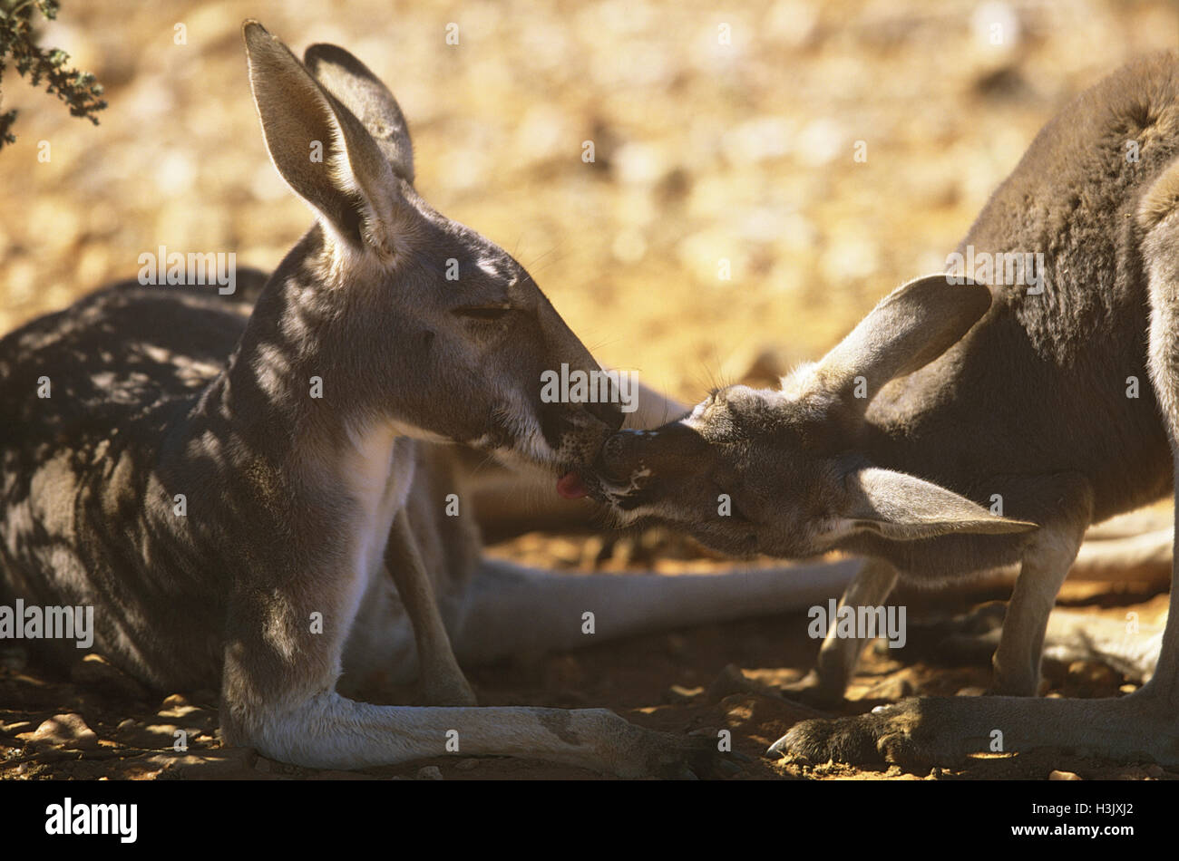 Canguro rosso (macropus rufus) Foto Stock