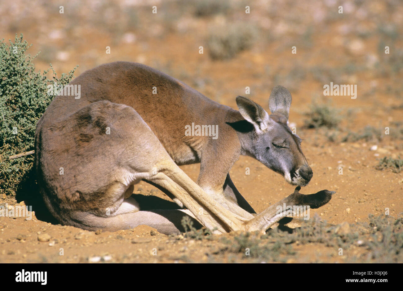 Canguro rosso (Macropus rufus) Foto Stock