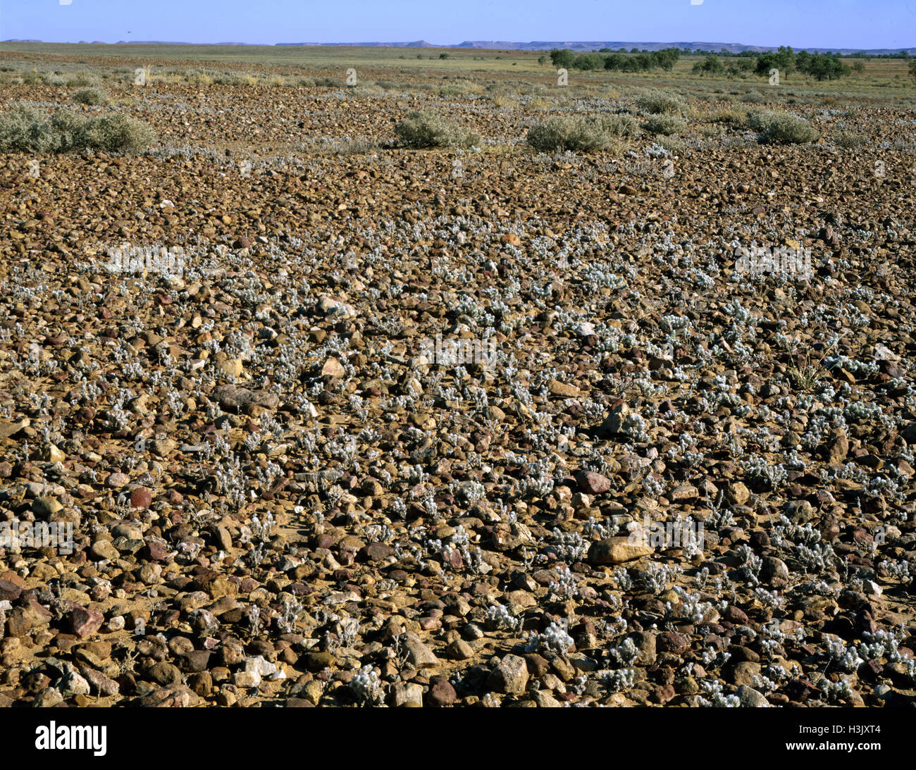 Gibber deserto. Foto Stock