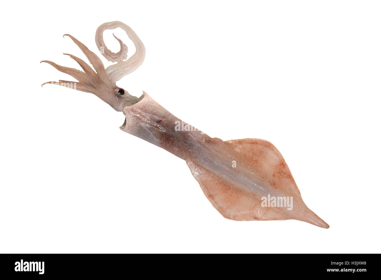 Calamari freschi sulla isolato Foto Stock