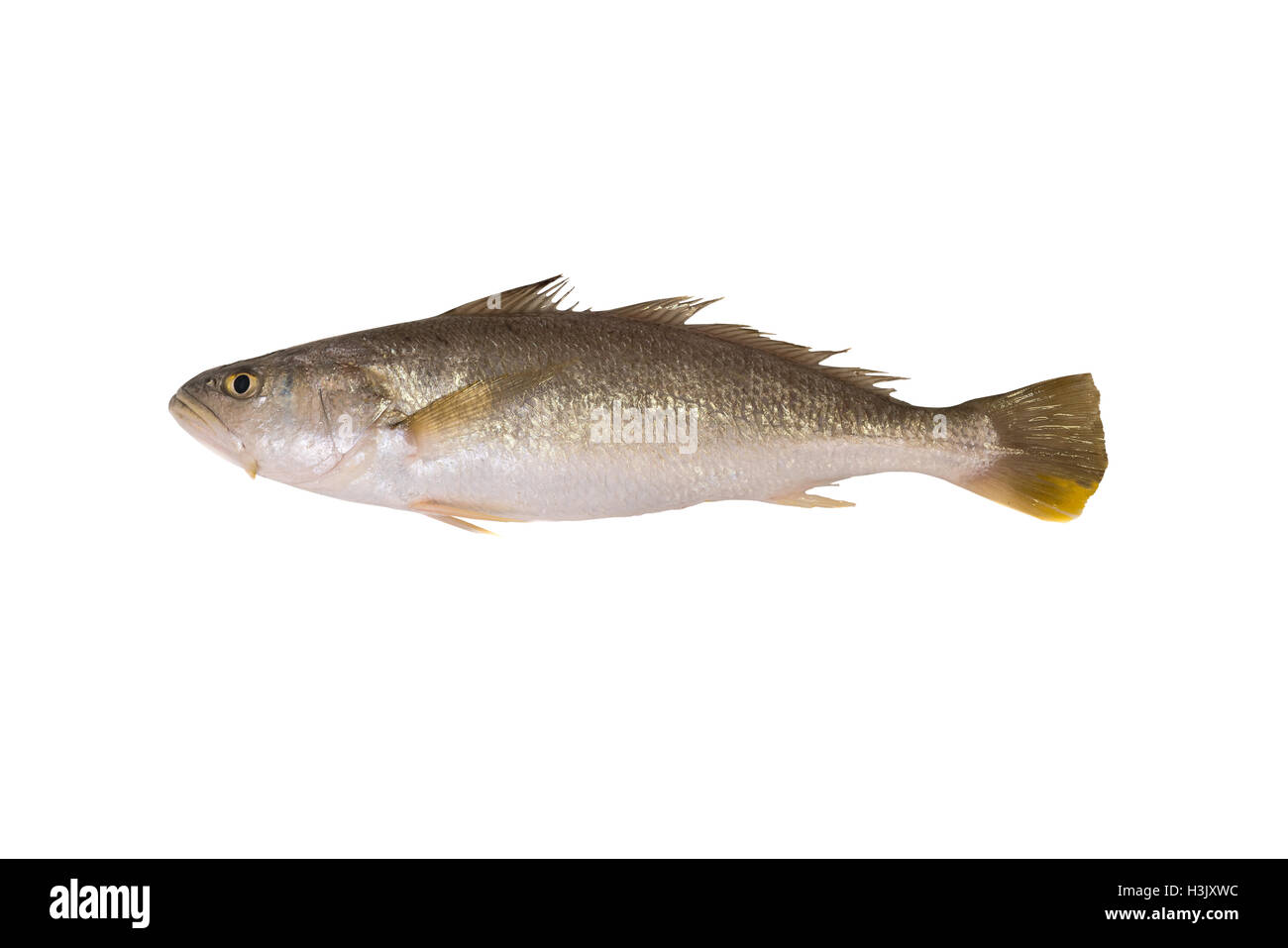 Corvinas, tamburo,Sciaenidae pesce isolato su bianco Foto Stock