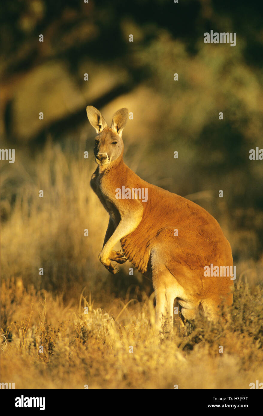 Canguro rosso (Macropus rufus) Foto Stock
