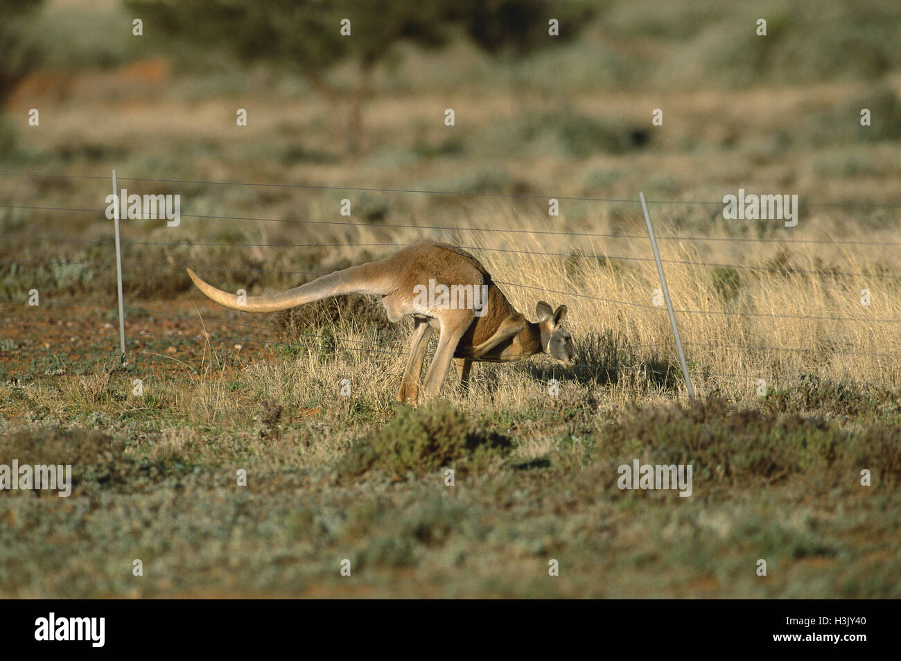 Canguro rosso (macropus rufus) Foto Stock