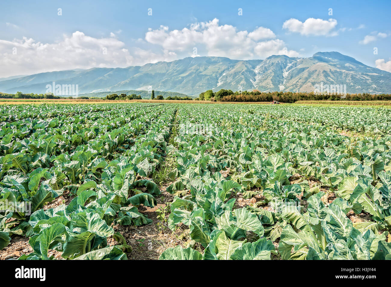 Coltivazione degli ortaggi. Grande campo di broccoli su un giorno d'estate. Foto Stock