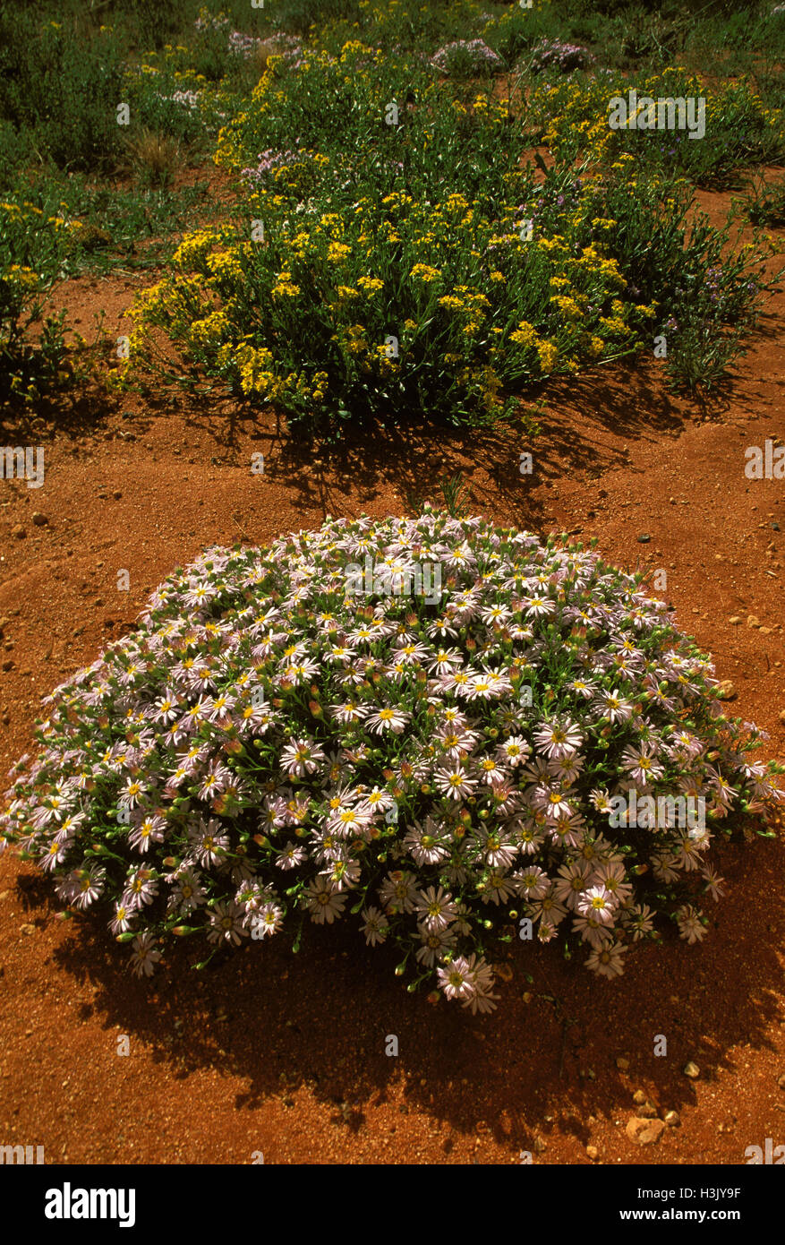 Minnie daisy (Minuria leptophylla) Foto Stock