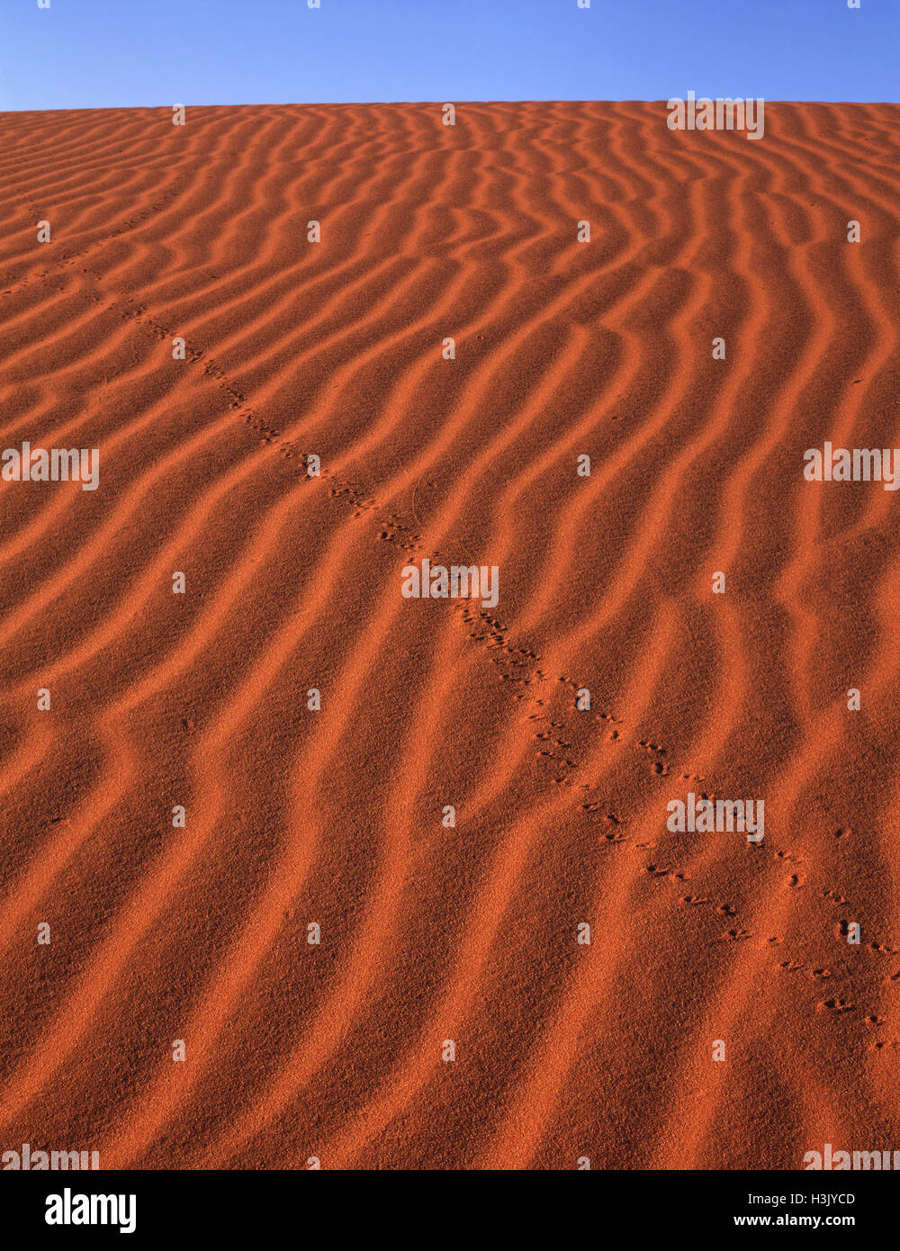 Increspata dune di sabbia con beetle tracce, Foto Stock