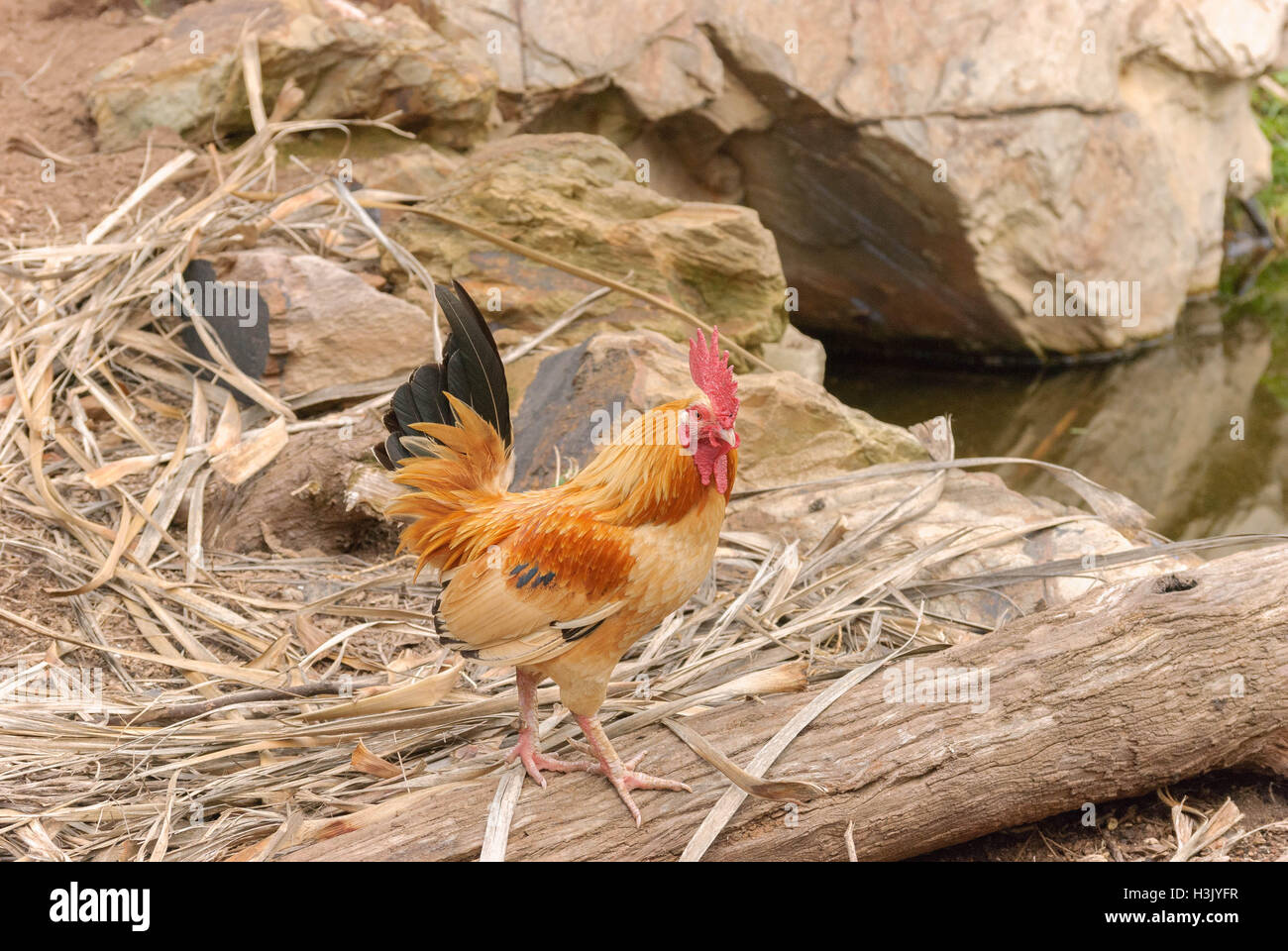 Un piccolo gallo sorge su un ceppo di legno accanto al laghetto e rocce Foto Stock