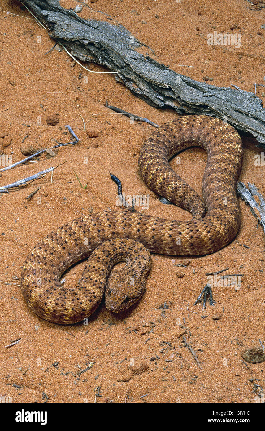La morte del deserto sommatore (Acanthophis Pirro) Foto Stock