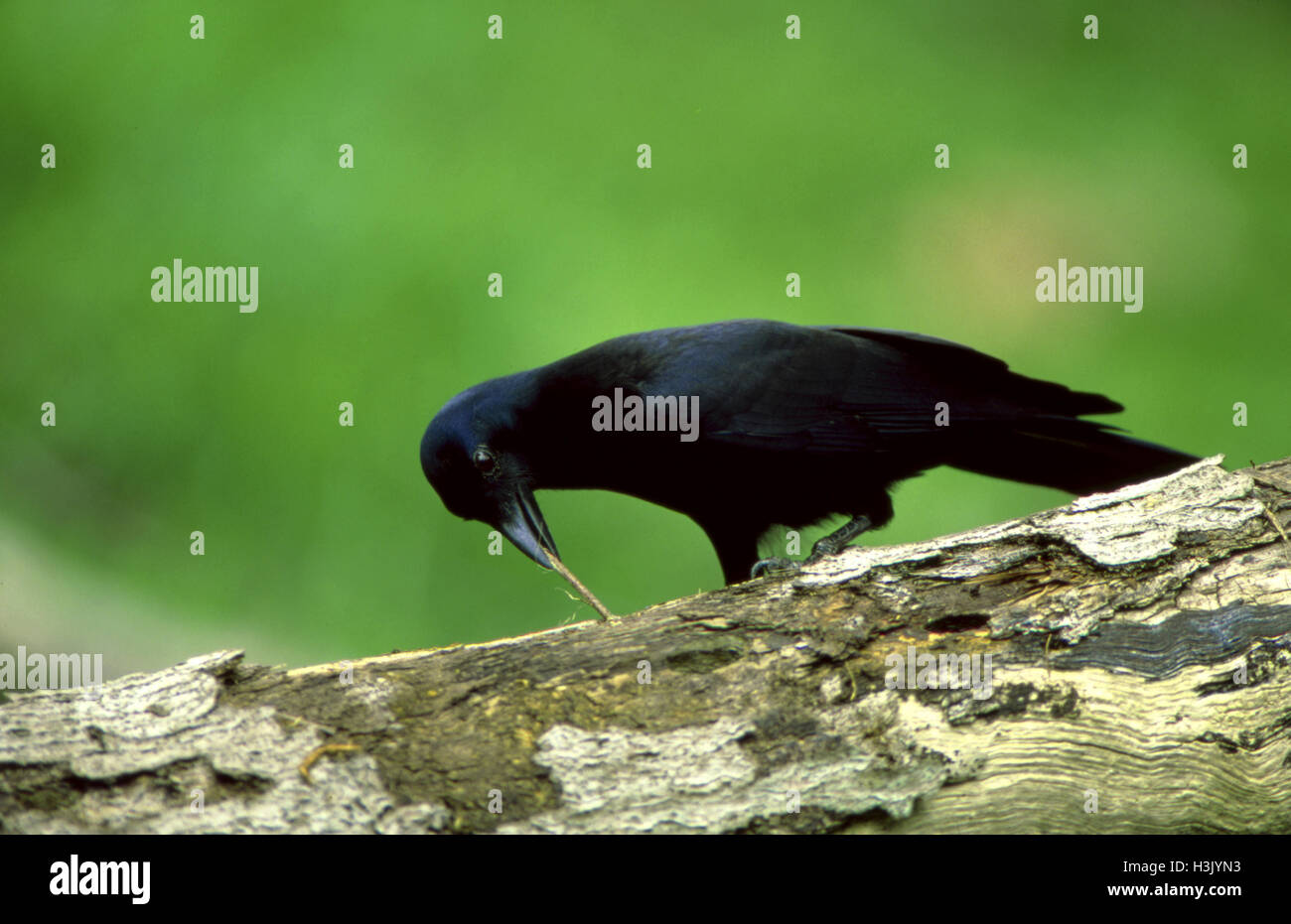 Nuovo Caledonian crow (Corvus moneduloides) Foto Stock