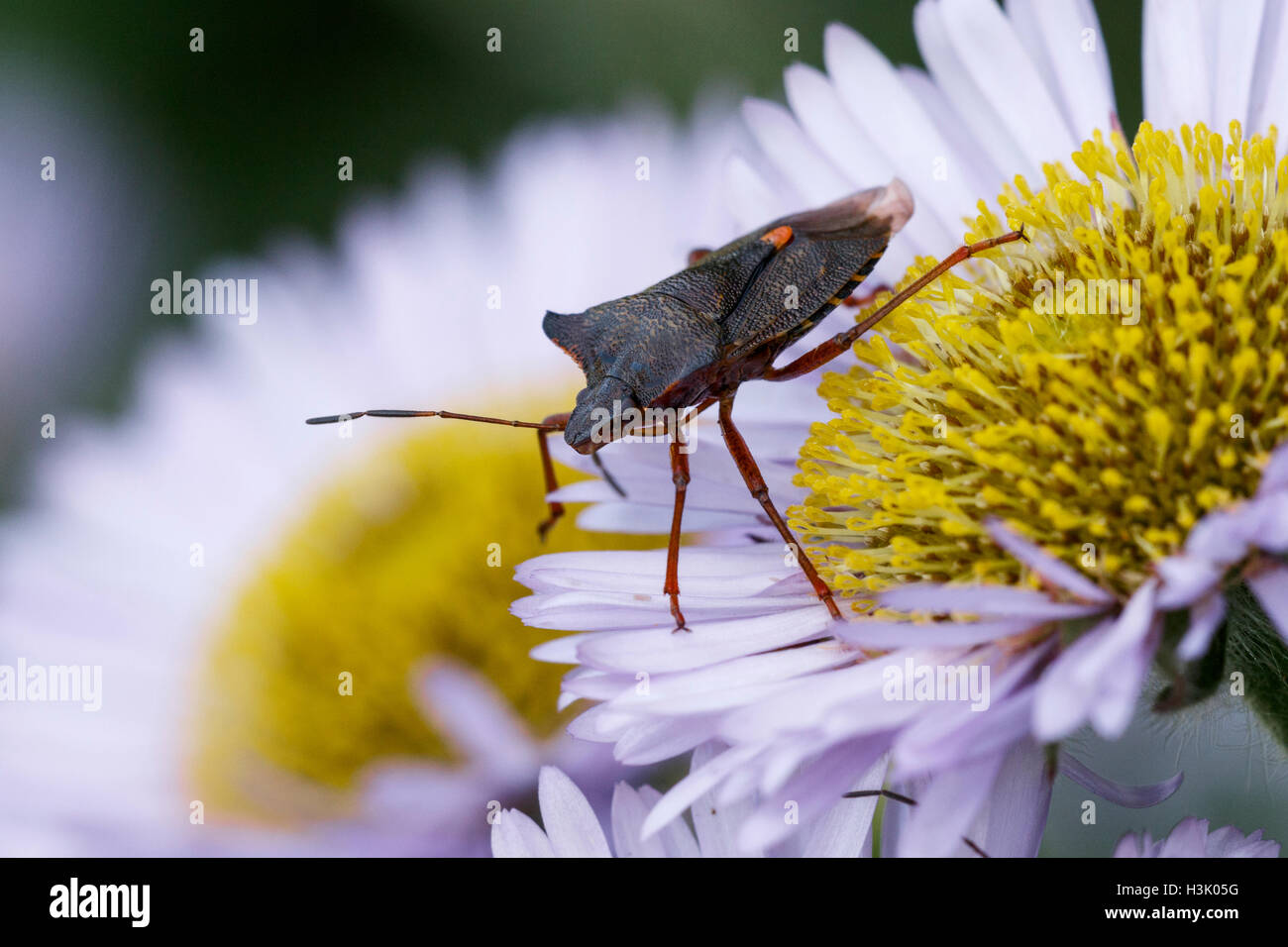 Red-gambe (foresta) Shieldbug Pentatoma rufipes adulto sul mare di fiori a margherita Foto Stock