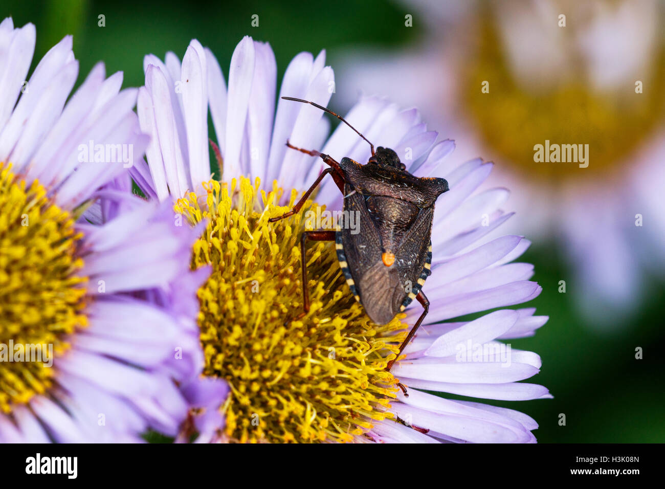 Red-gambe (foresta) Shieldbug Pentatoma rufipes adulto sul mare di fiori a margherita Foto Stock