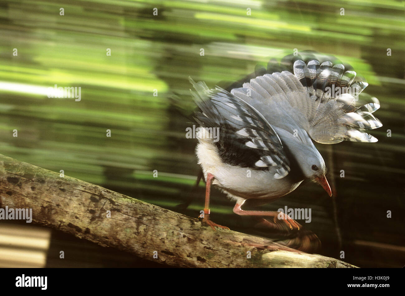 Kagu (Rhynochetos jubatus) Foto Stock