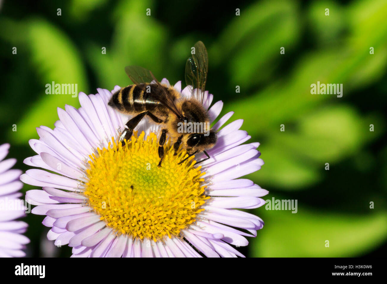 Western Honey Bee Apis mellifera adulto alimentazione su un mare di fiori a margherita Foto Stock
