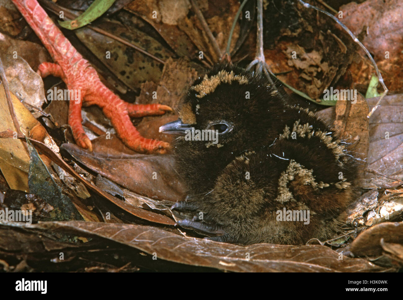 Kagu (Rhynochetos jubatus) Foto Stock