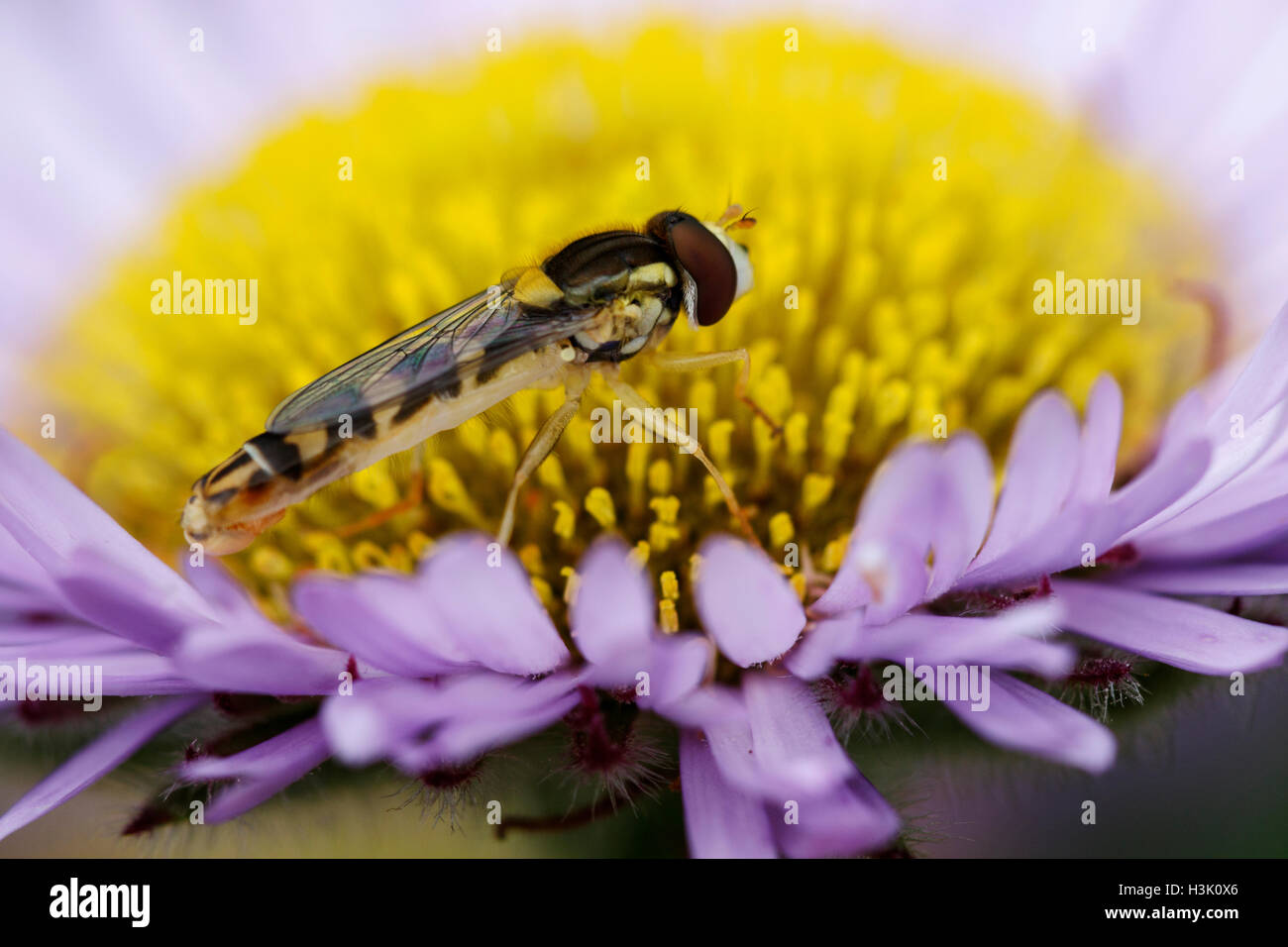Specie Hoverfly alimentazione adulto Seaside fiore a margherita Foto Stock