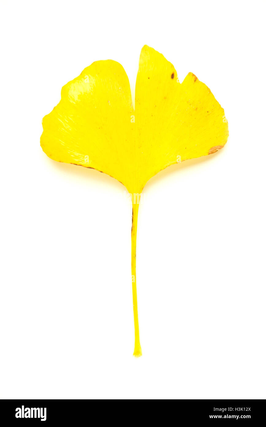 Asciugare caduto foglie di autunno di un ginkgo biloba albero su su bianco Foto Stock