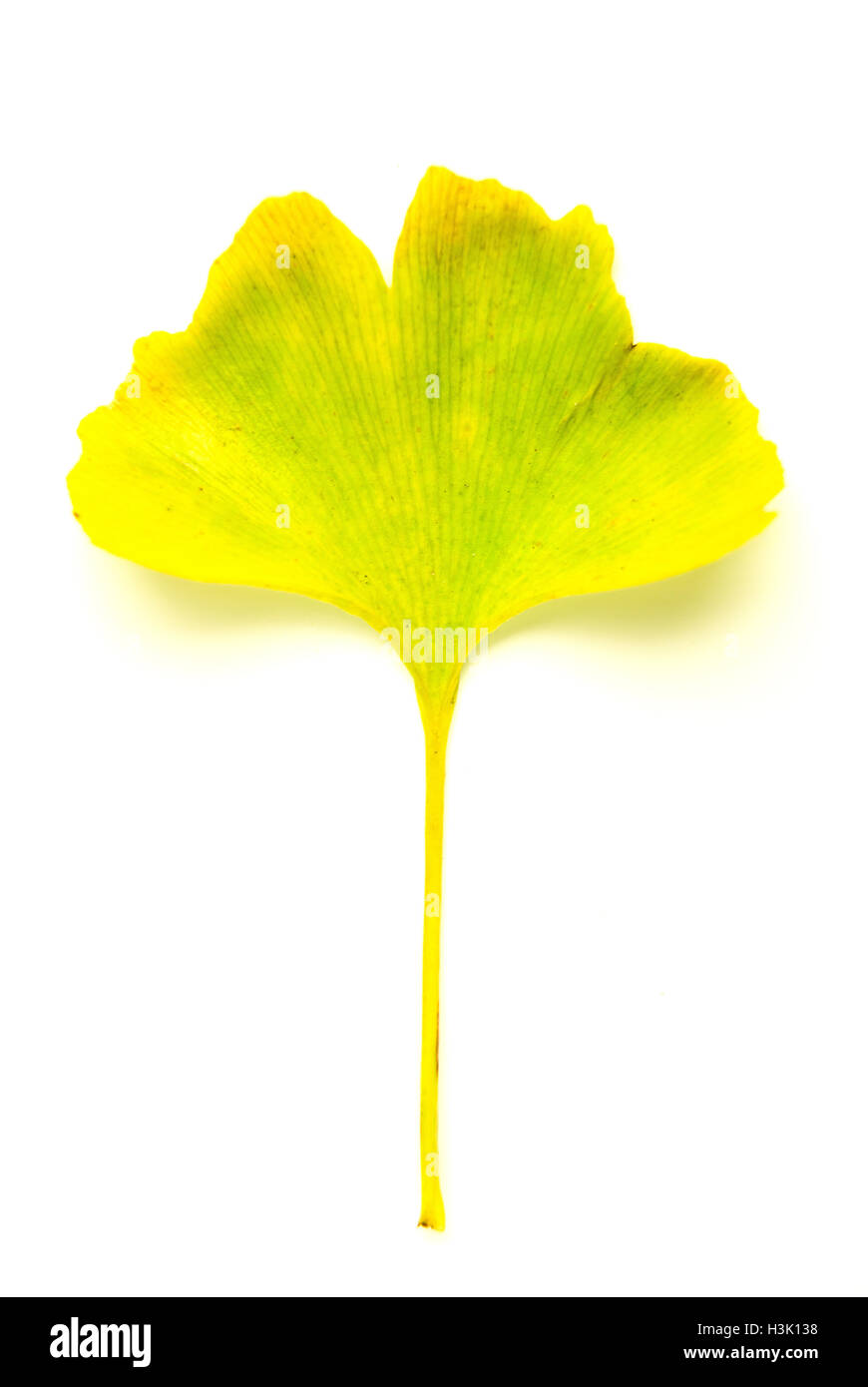 Asciugare caduto foglie di autunno di un ginkgo biloba albero su su bianco Foto Stock