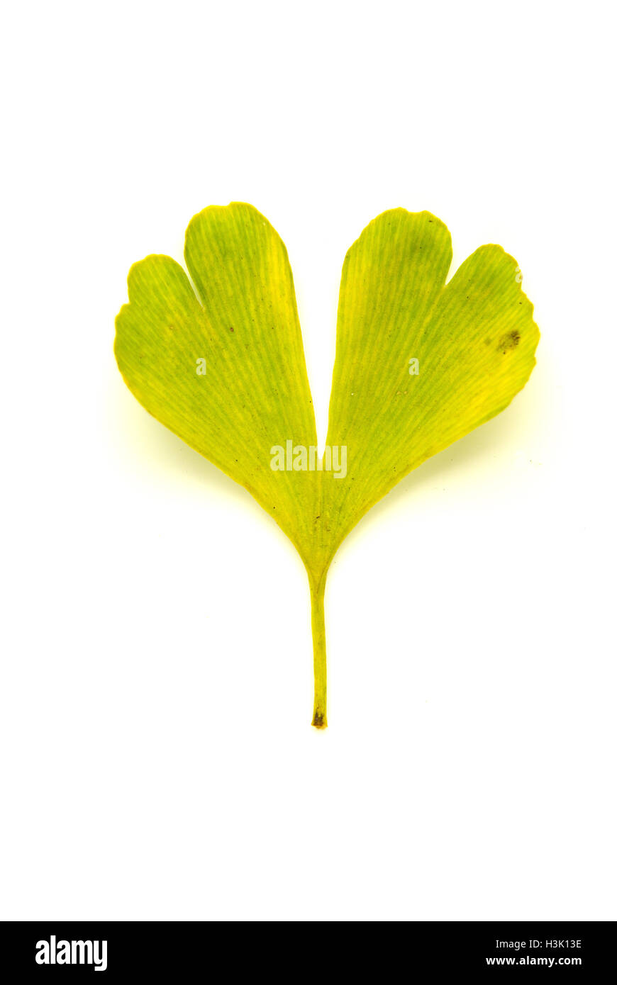 Asciugare caduto foglie di autunno di un ginkgo biloba albero su su bianco Foto Stock