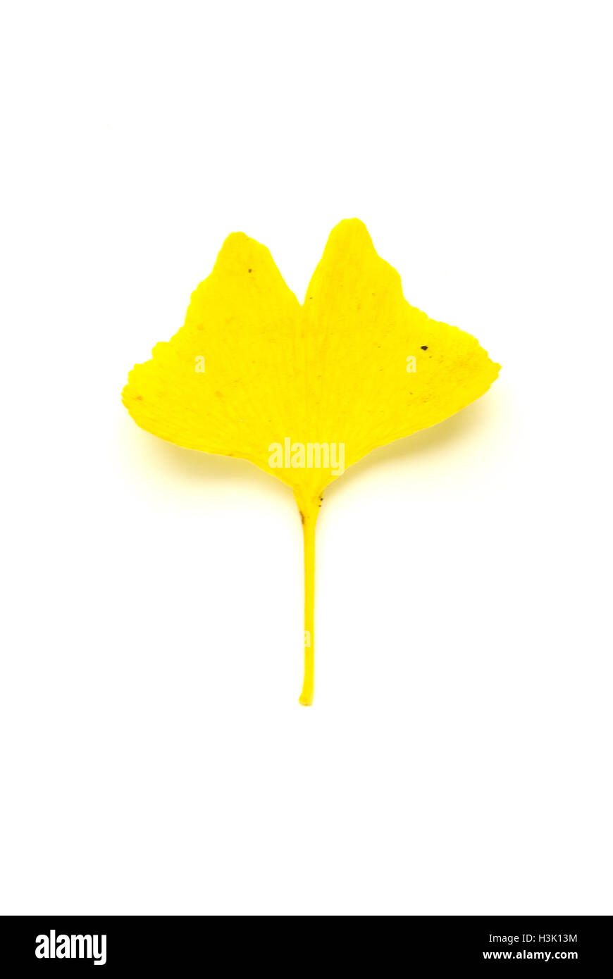 Asciugare caduto foglie di autunno di un ginkgo biloba albero su su bianco Foto Stock