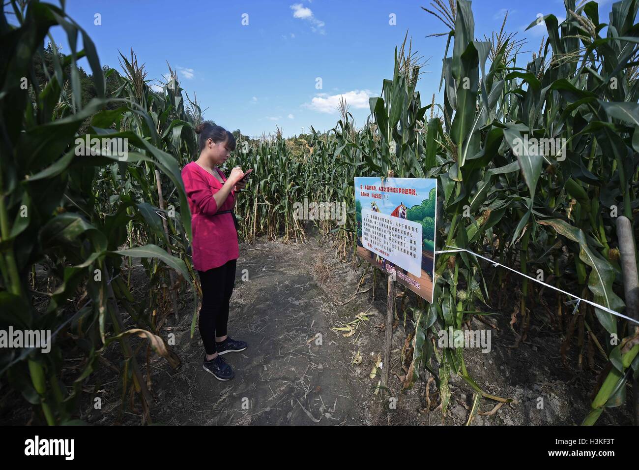 Changsha, provincia cinese di Hunan. 10 ottobre, 2016. Una donna svolge gioco a quiz in un labirinto di mais in Daweishan township di Liuyang City, centrale provincia cinese di Hunan, Ottobre 10, 2016. Il labirinto di mais, coprendo circa 30 um (2 ettari), è stato costruito per attrarre turisti. © Li Ga/Xinhua/Alamy Live News Foto Stock
