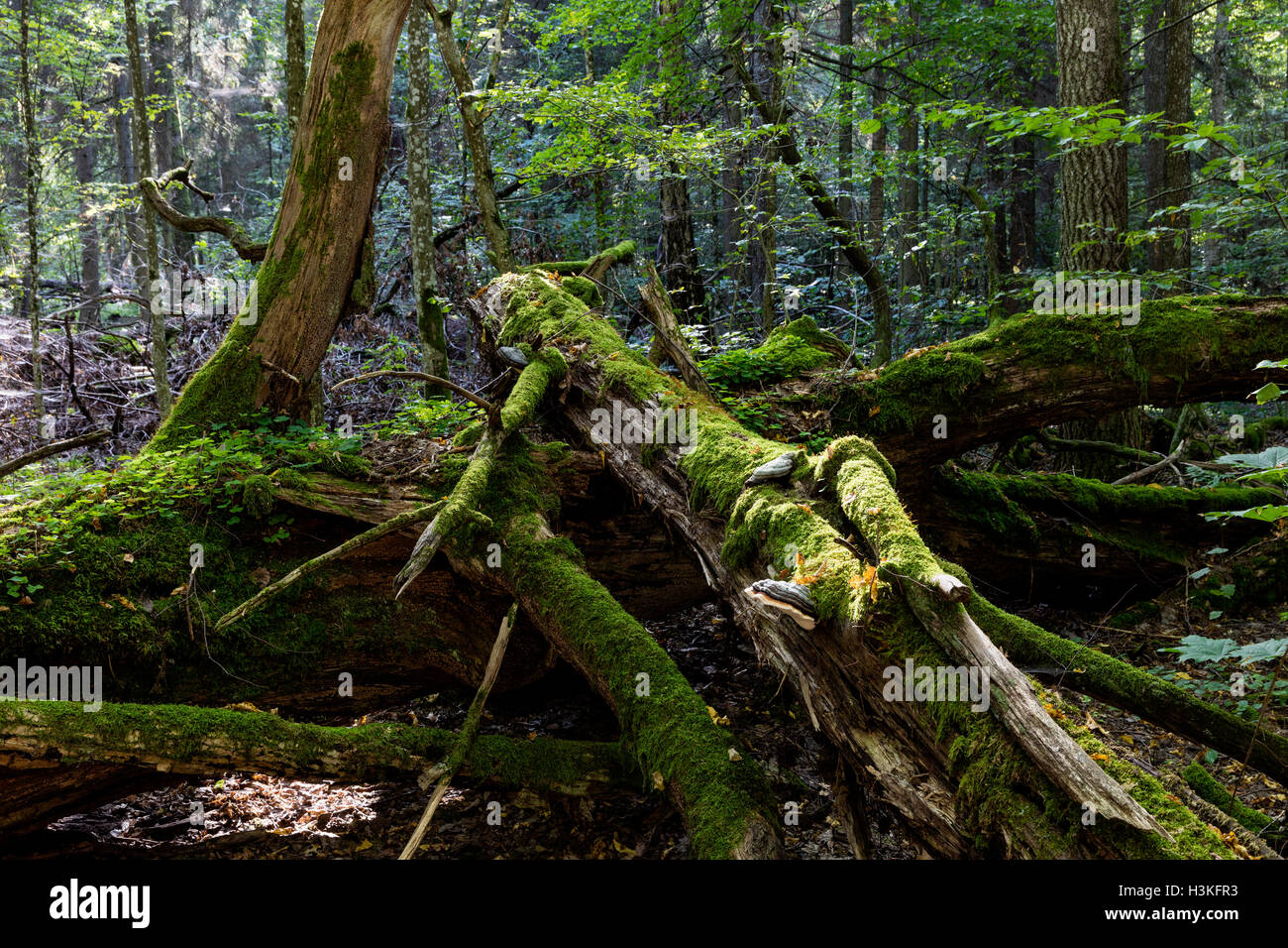 Mossy vecchi alberi nella foresta di Bialowieza, Polonia. Foto Stock