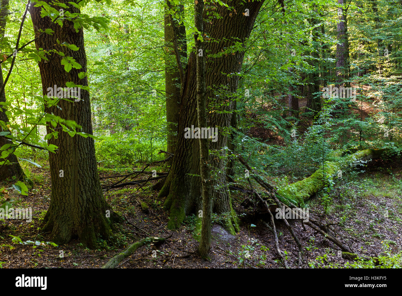 Vecchi alberi nella foresta di Bialowieza, Polonia, l'Europa. Foto Stock