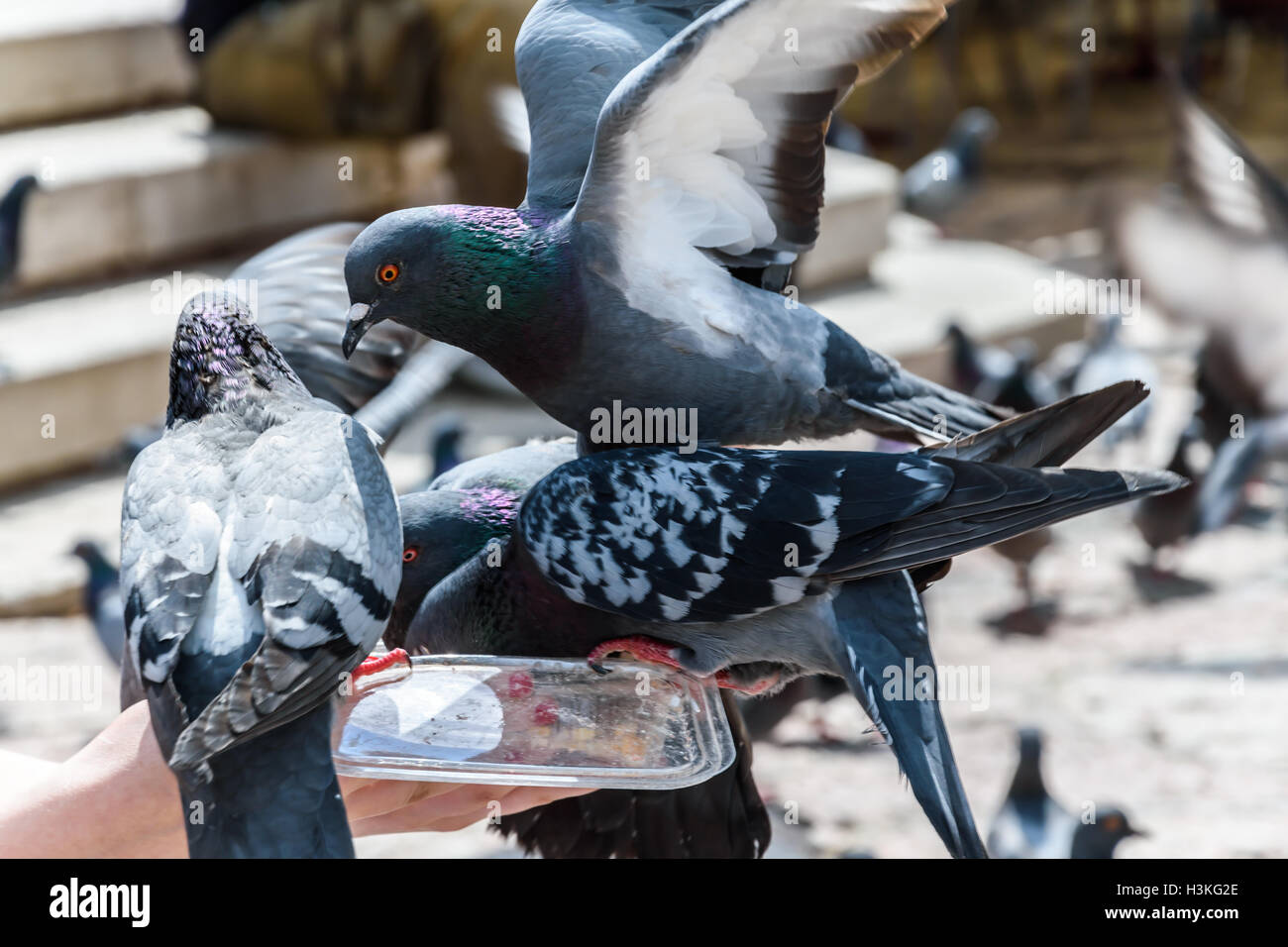 I piccioni sono in lotta per il cibo Foto Stock