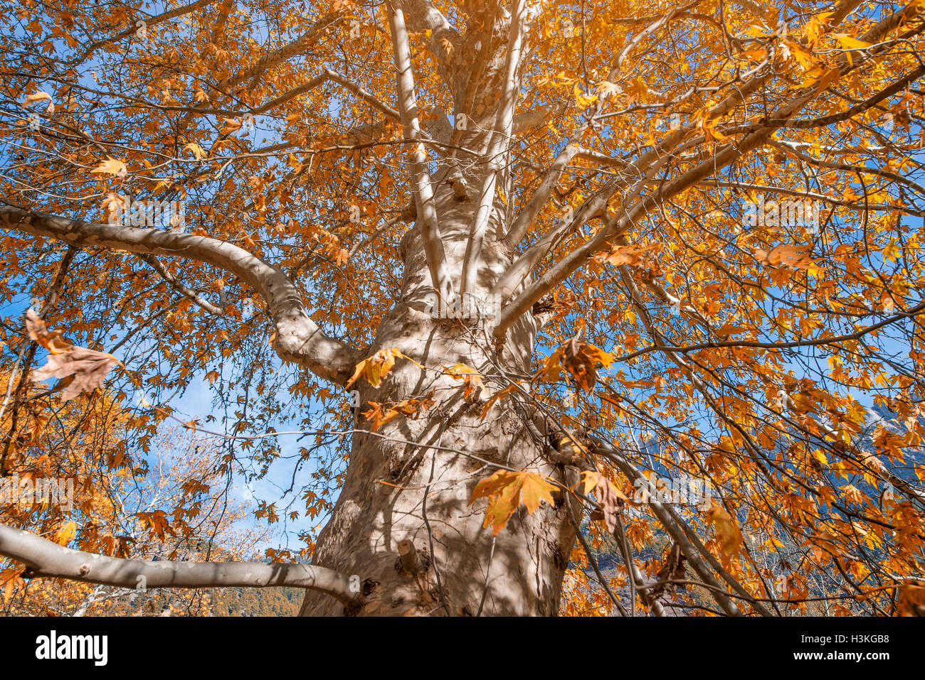 Albero con foglie dorate in autunno Foto Stock